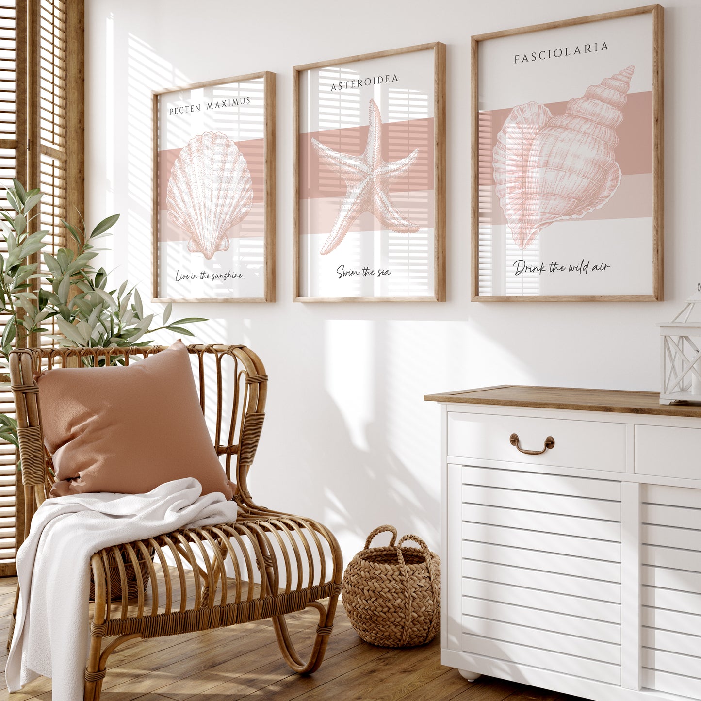 Set of 3 Seashell Collection | Pink