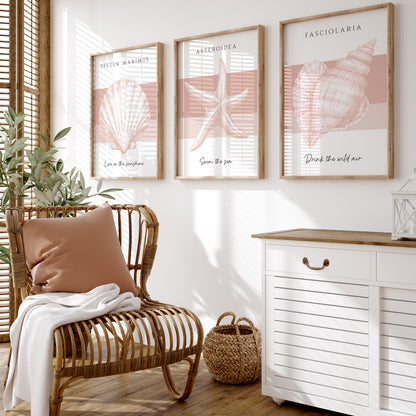 Set of 3 Seashell Collection | Pink