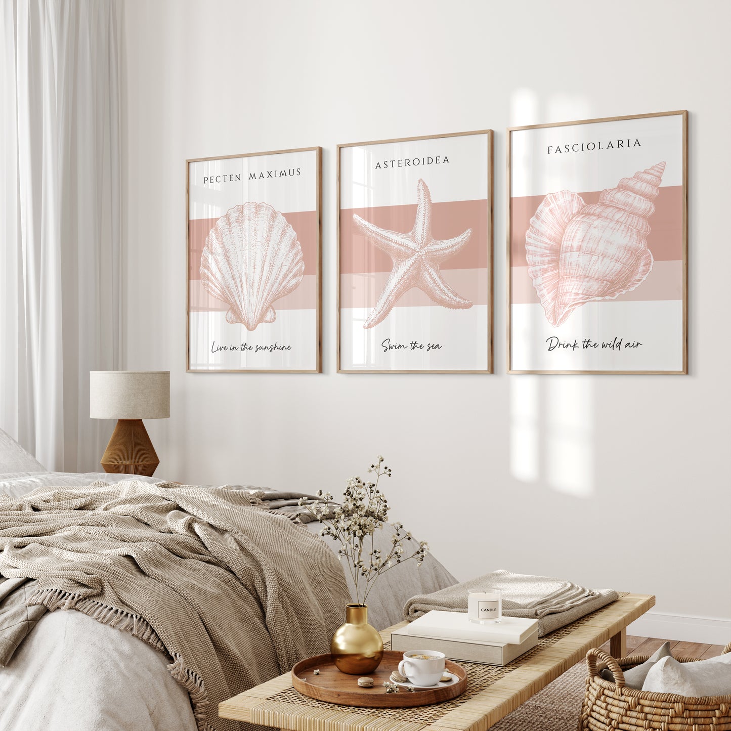 Set of 3 Seashell Collection | Pink