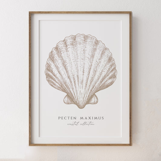Framed artwork of a large beige coloured scallop shell with 'Pecten Maximus' text on a white background