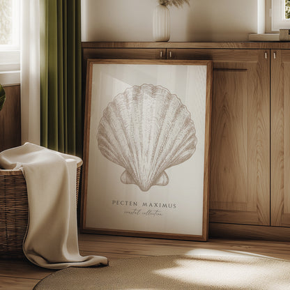 Pecten Maximus | Coastal Seashell Print