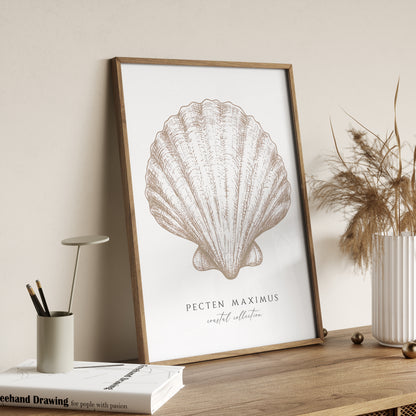 Pecten Maximus | Coastal Seashell Print