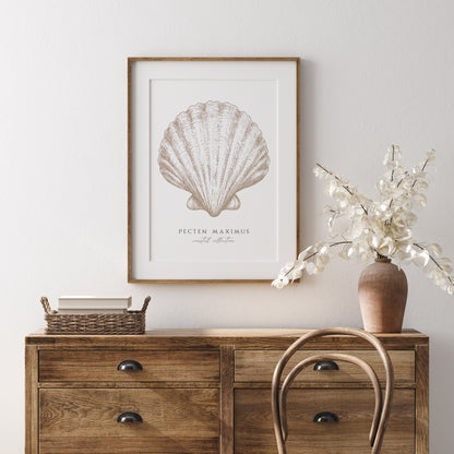 Pecten Maximus | Coastal Seashell Print