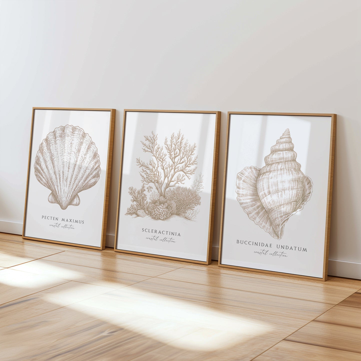 Coastal Collection | Set of 3 Neutral Seashell Prints