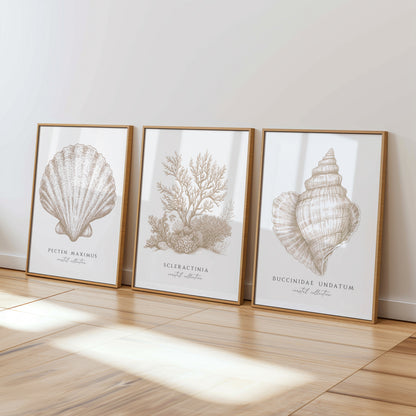 Coastal Collection | Set of 3 Neutral Seashell Prints