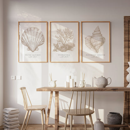 Coastal Collection | Set of 3 Neutral Seashell Prints