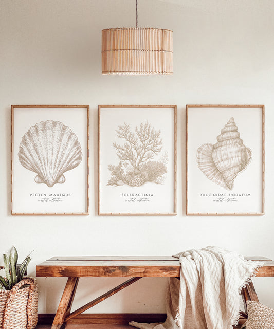 Set of three minimalist coastal wall art prints featuring neutral seashell and coral illustrations in light wood frames